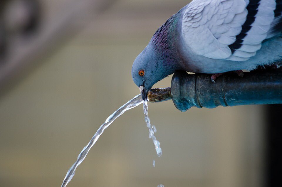 feeding animal,feeding bird,pigeon,feeding pigeon