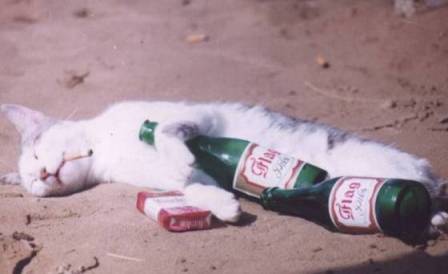 drunk cat drunk cat