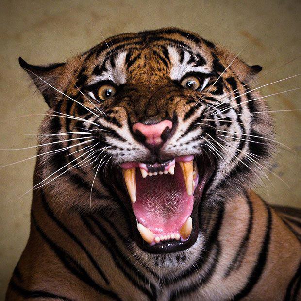 Scream Of Tiger Scream Of Tiger,eye of tiger