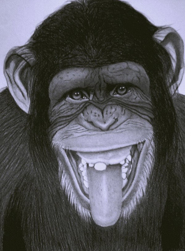 funny_monkey funny monkey,funny,monkey,Funny Monkey Sketch,Monkey Sketch