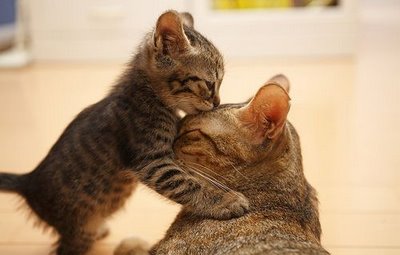 kiss mommy cat in the forehead Kiss On Forehead,Kiss, Forehead
