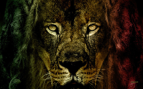 Lion Eyes Lion Eyes,Lion ,Eyes