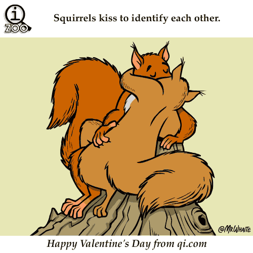 squirrels-kiss-to-identify-each-other-science-facts Squirrels kiss,kiss,love,funny,Guy and girl thing,male and female thing,Comic