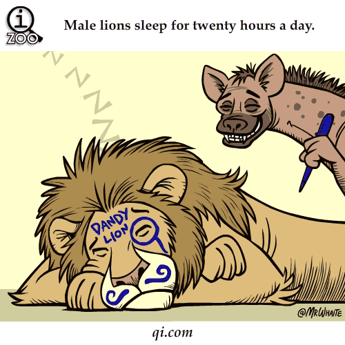 Male-Lions-Sleep-For-20-Hours-A-Day-Fact-By-Qi.com_ Male Lions,Lion,Lion sleep,sleeps,sleeping,twenty hours,twenty hours a day,day,fact,animal fact,animal funny fact,strange fact,animal strange fact